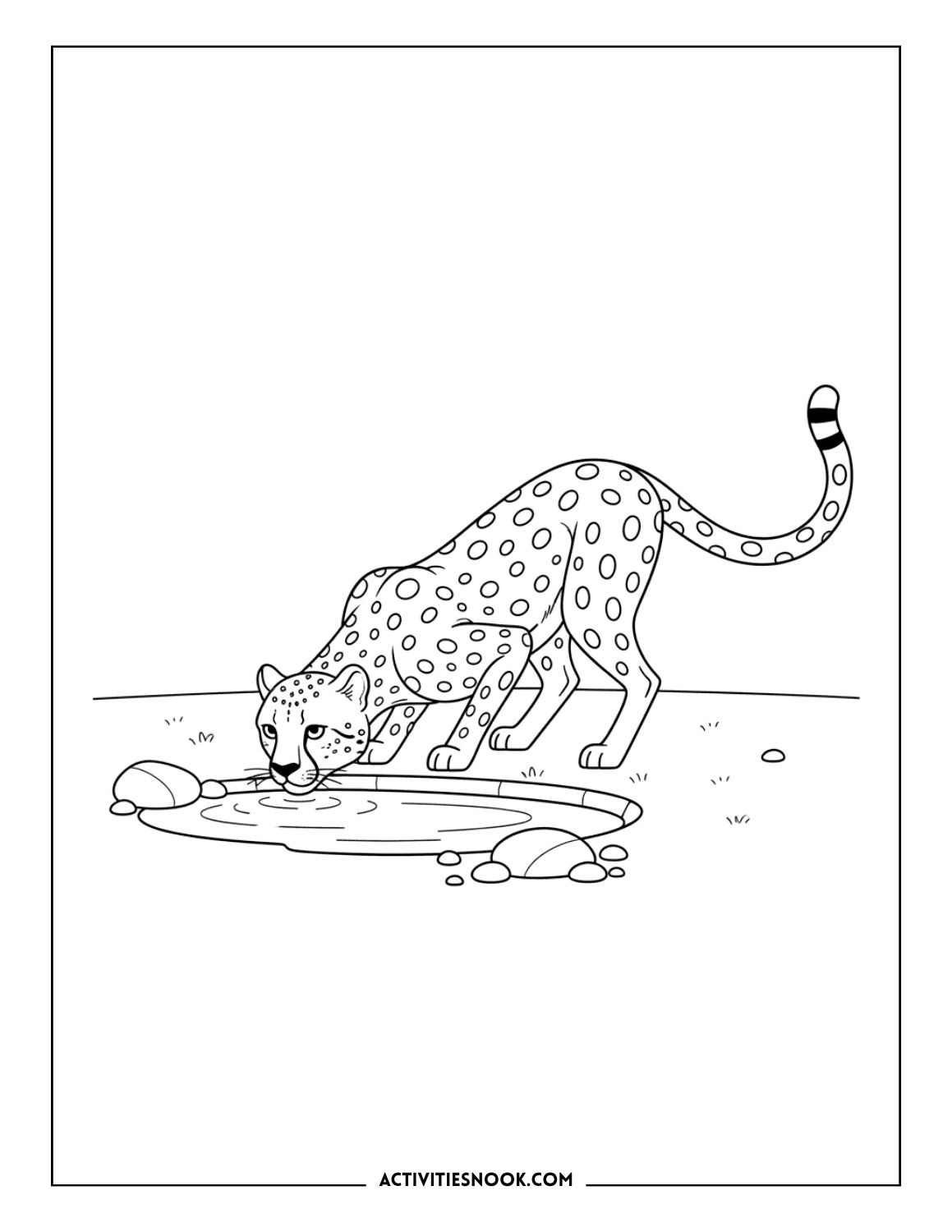 Cheetah drinking water from a small pond with rocks nearby.