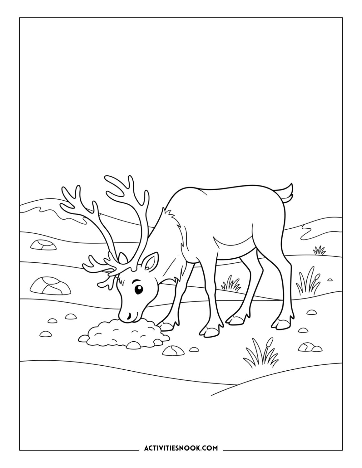 Reindeer eating moss in a snowy tundra landscape, surrounded by rocks and short grass.