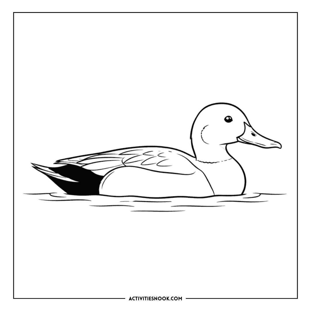 Black and white illustration of a Canvasback duck swimming on water, suitable for coloring activities.