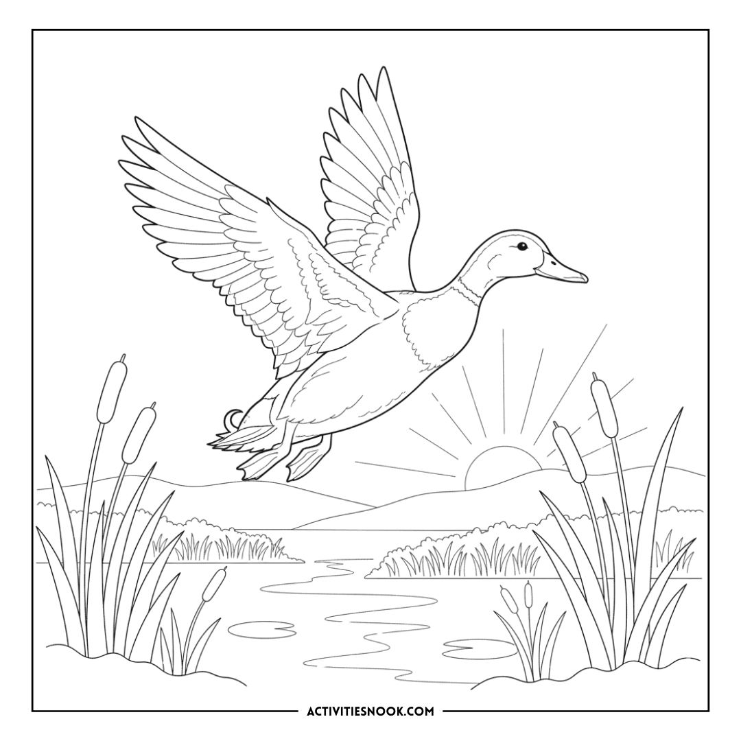 A flying duck outlined for coloring, with cattails and a sun setting in the background.