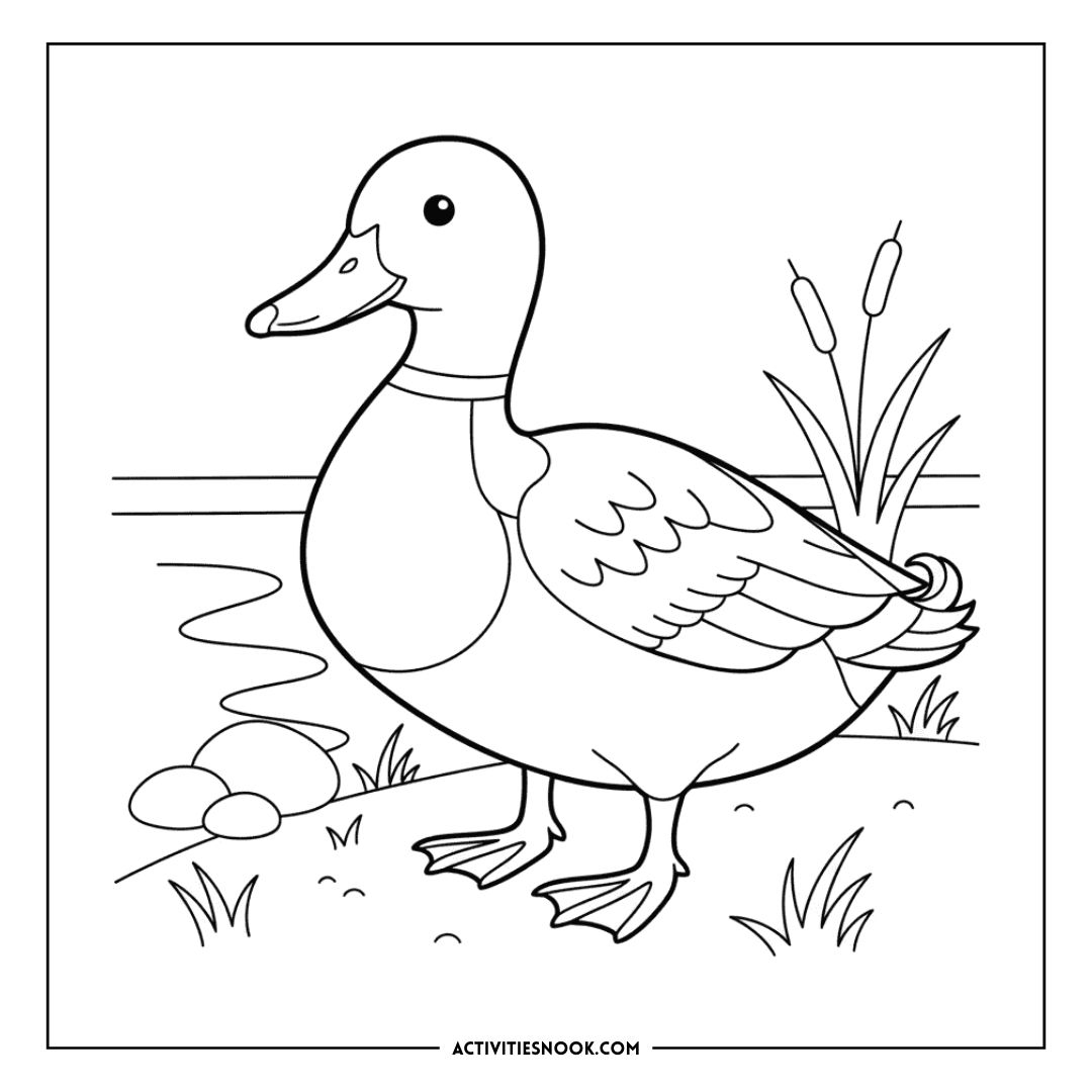 Coloring page featuring a duck standing by a pond with reeds and rocks in a simple outline design.