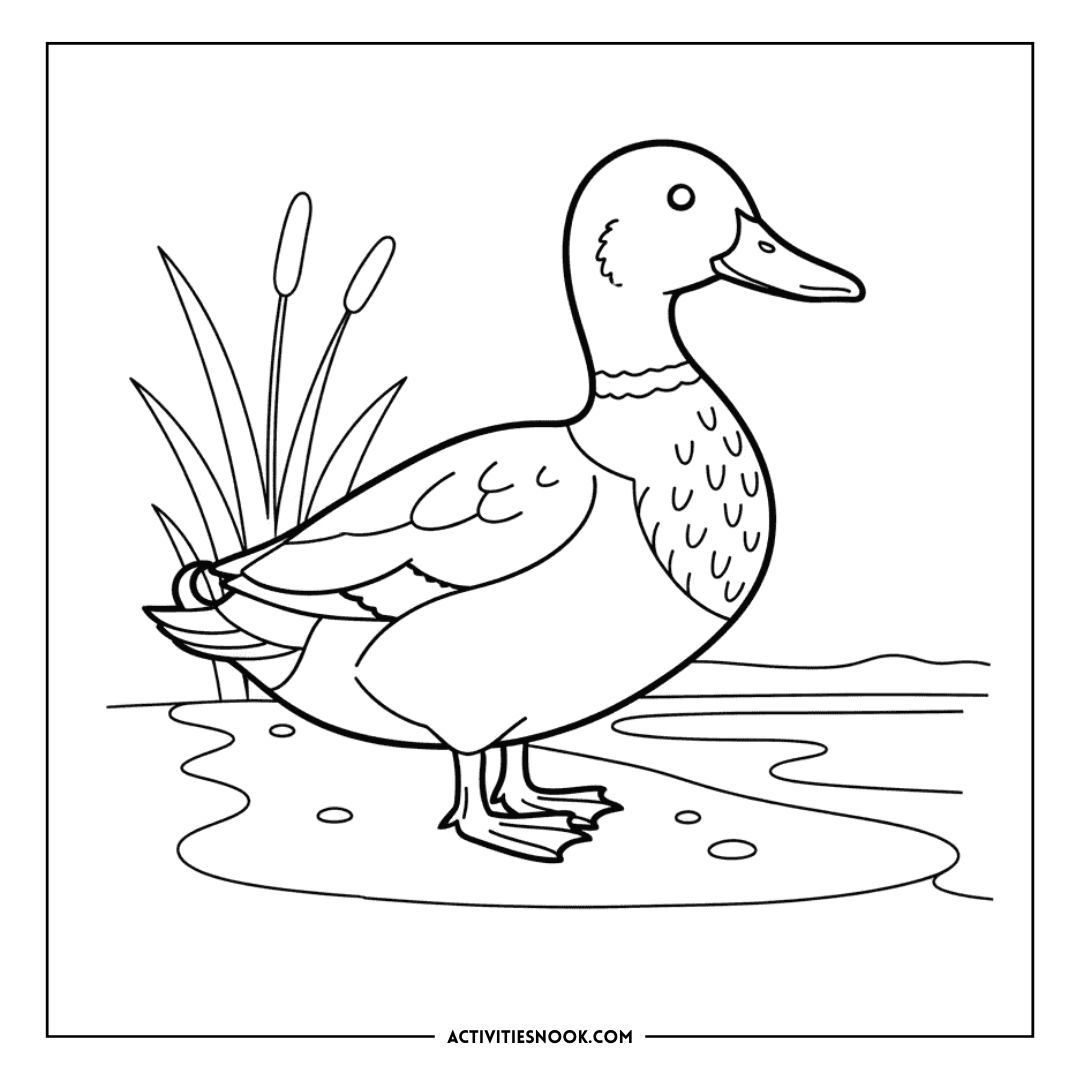 Coloring page featuring a standing mallard duck with detailed feathers and a calm water background.