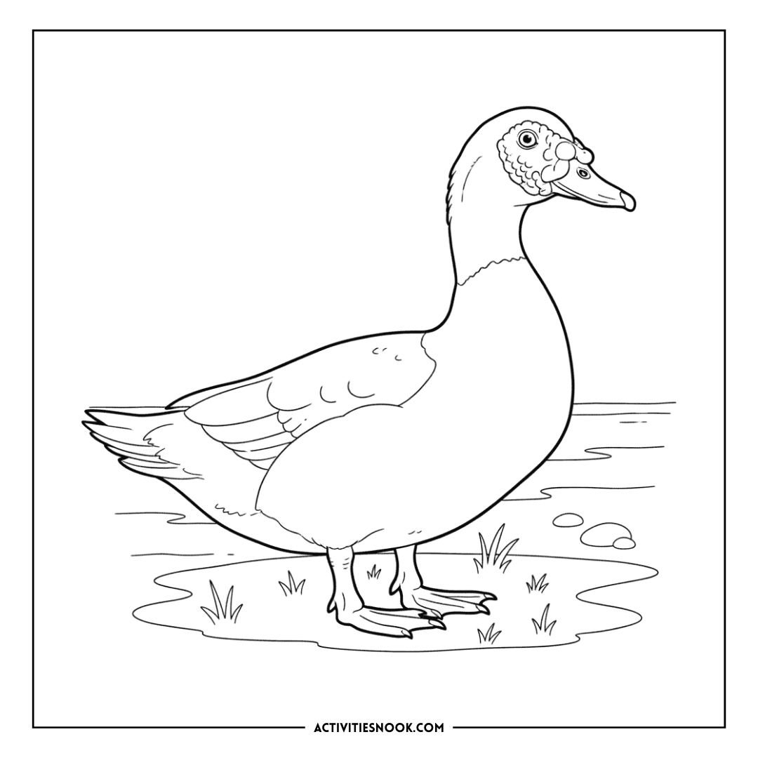 Black and white coloring page of a standing Muscovy duck with detailed features and a grassy base.
