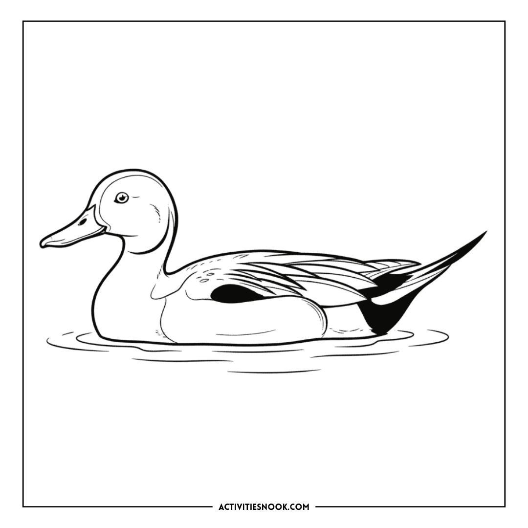 Line art illustration of a Northern Pintail duck swimming on water, showcasing its detailed feathers and body shape.