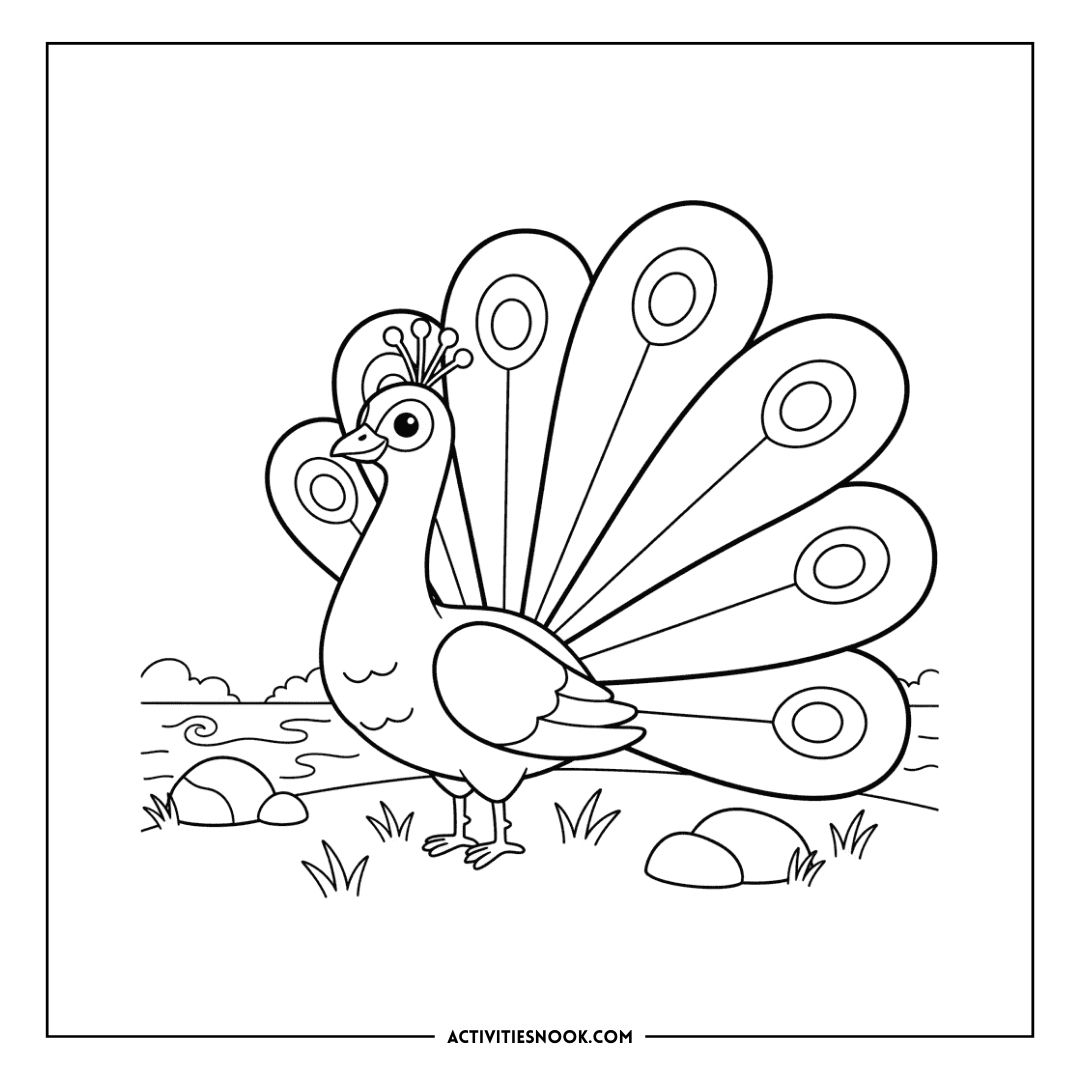 Black and white outline drawing of a peacock with fanned tail feathers and rocks in the background.