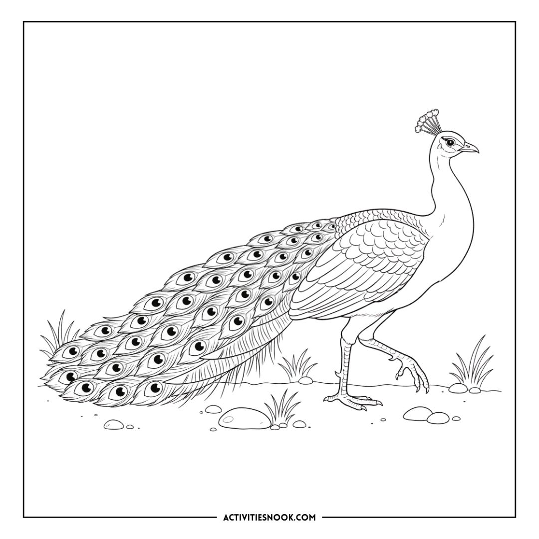 Line art illustration of a peacock with an elaborate feather display, suitable for coloring activities.